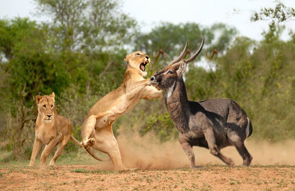 8-days-masai-mara-lake-nakuru-serengeti-ngorongoro-crater-safari-1