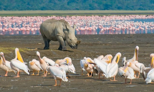 https://untamed.webscreationsdesign.co.uk/1-day-lake-nakuru-national-park-day-trip/