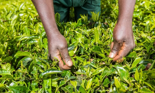 https://untamed.webscreationsdesign.co.uk/kiambethu-tea-farm-tour/