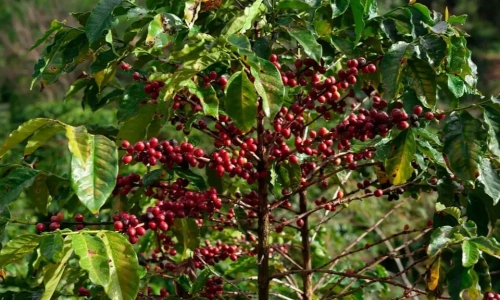 https://untamed.webscreationsdesign.co.uk/private-tour-to-fairview-coffee-farm-in-nairobi-with-pickup/
