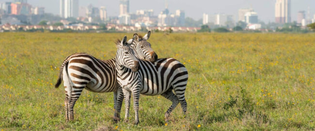 1 Day Nairobi National Park Tour