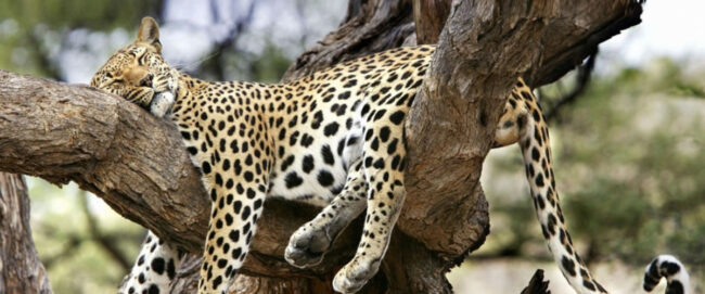Samburu National Reserve