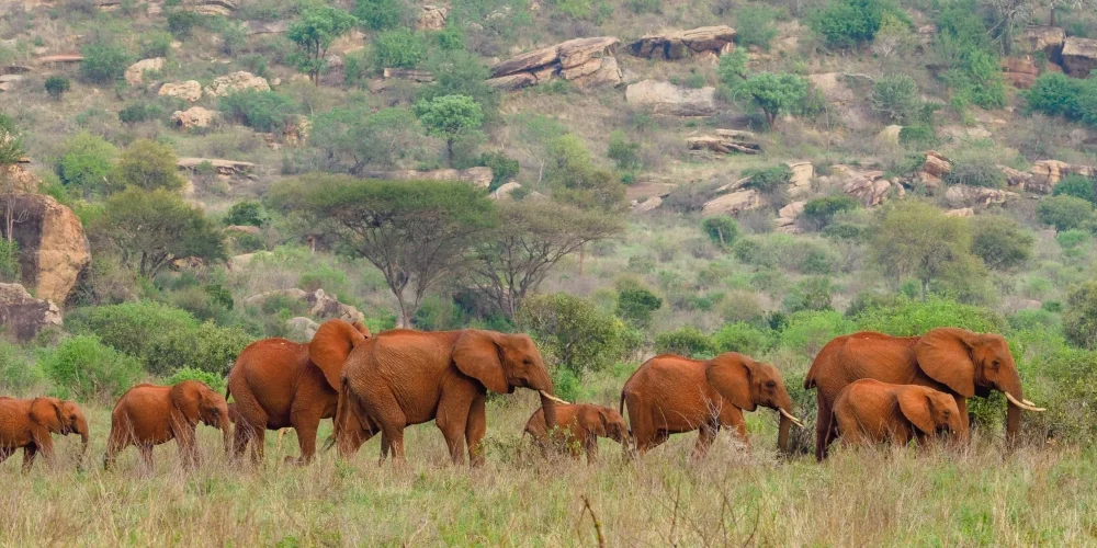 Tsavo East National Park Kenya