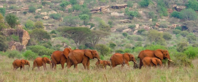 Tsavo East National Park Kenya