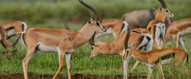 Tsavo West National Park